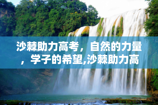 沙棘助力高考，自然的力量，学子的希望,沙棘助力高考
