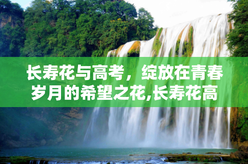 长寿花与高考，绽放在青春岁月的希望之花,长寿花高考